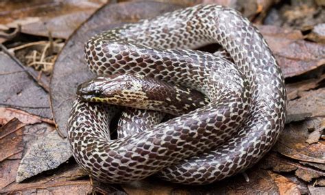 Wolf Snake Animal Facts .